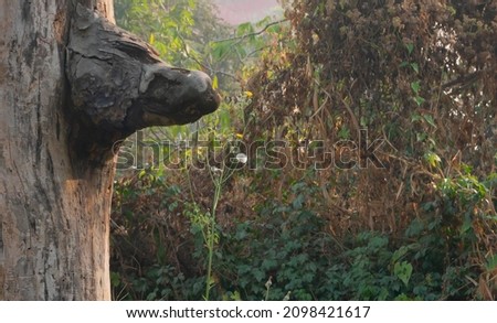 Anubis, jackal face, shape of a tree trunk in a forest. Green vegetation in background with copy space. Howrah, West Bengal, India.