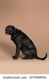 Anxious Black Labrador Dog Showing Her Teeth While Having A Nervous Scared Look On Her Face In A Studio With A Beige Background