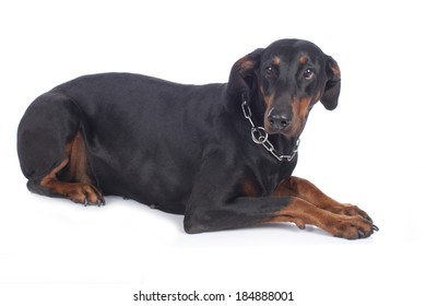 Anxious Dobermann Dog