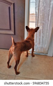 An Anxious Male Golden Chihuahua Dog Looking Desperately Out A Window Near The Front Door Of His House In Search Of Anyone Approaching.