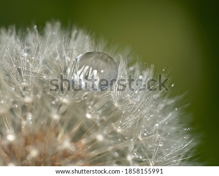Any flora seems to benefit from the wonderful magnification and reflections caused by water droplets. I noticed a raindrop on a dandelion head and used my macro lens to get the best possible image