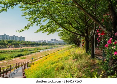 Anyangcheon Stream Park And City View In Seoul, Korea