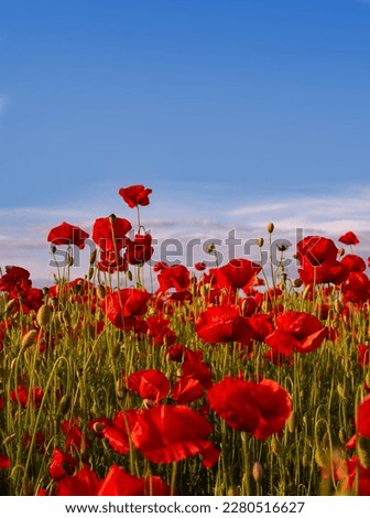 Anzac background. Poppy field, Remembrance day, Memorial in New Zealand, Australia, Canada and Great Britain. Red poppies. Memorial armistice Day. Historic war memory.