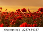 Anzac background. PRemembrance day, Memorial in New Zealand, Australia, Canada and Great Britain. Red poppies. Memorial armistice Day, Anzac day banner. Remember for Anzac, Historic war memory.