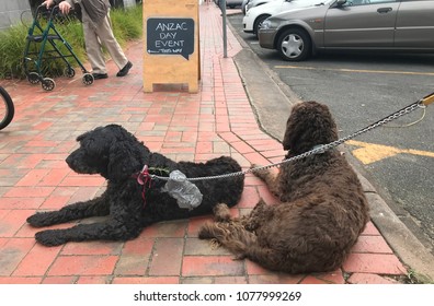 Anzac Day Commemorates All Australians & New Zealanders Who Served & Died In All Wars & Peacekeeping. Dogs Wait Outside The Pub For Disabled Veterans. Sprigs Of Rosemary Adorn Their Collars.