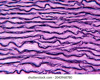 Aorta From Primate Showing Elastic Connective Tissue (400x)