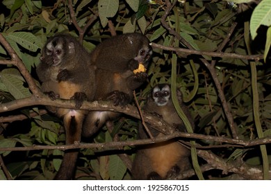 Aotus Monkey Alone In A Branch