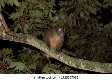 Aotus Monkey Alone In A Branch