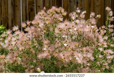 Apache Plume (Fallugia paradoxa) a pollinator friendly perennial shrub, growing in a drought tolerant Xeriscape garden.