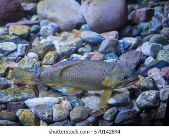 Apache Trout (Oncorhynchus Apache) Is A Species Of Freshwater Fish In The Salmon Family (family Salmonidae) Of Order Salmoniformes. It Is One Of The Pacific Trouts.