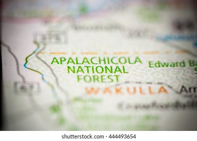 Apalachicola National Forest. Florida. USA