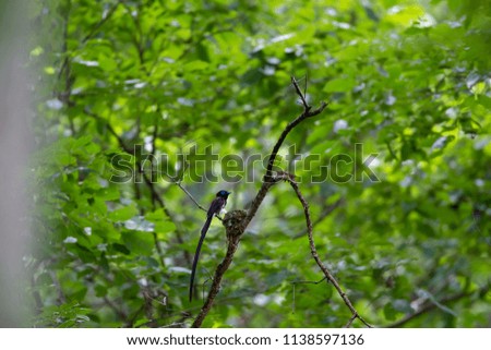 Similar – Image, Stock Photo Bookfinch brings water to his boy