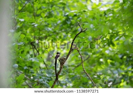 Similar – Image, Stock Photo Bookfinch brings water to his boy