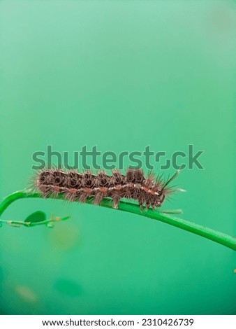 
apanthesis type of caterpillar that crawls in the grass and bushes. Caterpillars can cause itching when touched by the skin