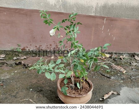 Aparajita or Clitoria ternatea, also known as Asian pigeonwings, bluebellvine, butterfly pea, cordofan pea or Darwin pea, is a plant species belonging to the family Fabaceae