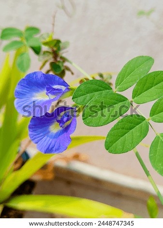 Aparajita Flower, Clitoria ternatea Clitoria ternatea blue flower Blue Flowers, blue pea,

#AparajitaFlower #Clitoriaternatea #bluepea #flowers 