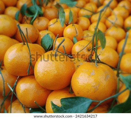 Apart from being a tasty fruit, oranges are known for their numerous health benefits. The high vitamin C content helps boost the immune system and fight off diseases. Oranges are also rich in antioxid