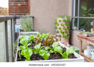 An apartment patio garden, with small lettuces in a planter and a tower garden with a compost column down the middle. Urban gardening in small places. - Powered by Shutterstock