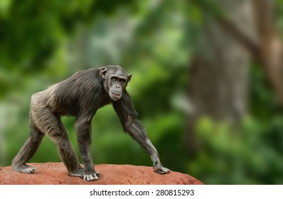 Ape Chimpanzee Female Looking At Camera, Walking In Jungle