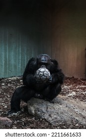 A Ape Holding Soccer Ball