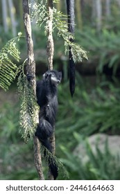 Ape in Los Angeles Zoo