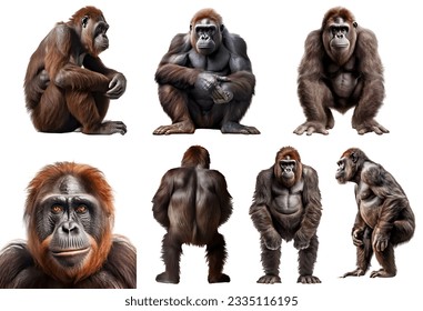 ape, many angles and view portrait side back head shot isolated on white background cutout