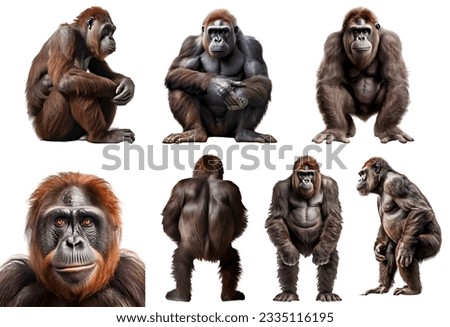 ape, many angles and view portrait side back head shot isolated on white background cutout