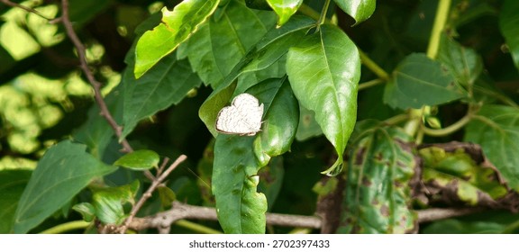 Apefly: The Tiny Predator Butterfly