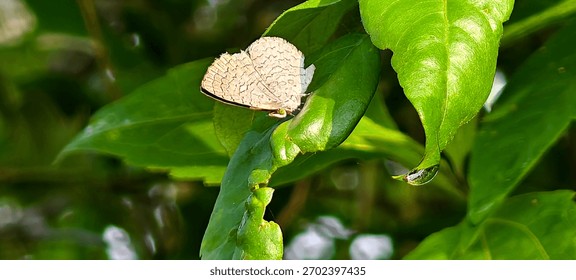 Apefly: The Tiny Predator Butterfly