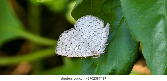 Apefly: The Tiny Predator Butterfly