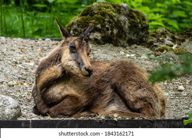 Apennine chamois, Rupicapra pyrenaica ornata, is living in the Abruzzo-Lazio-Molise National Park in Italy and the Pyrenees in Spain - Shutterstock ID 1843162171
