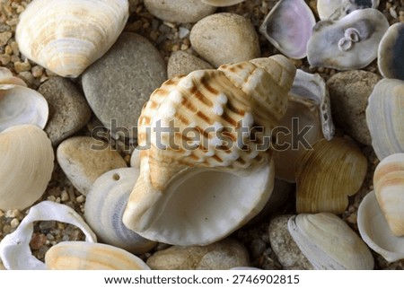 APERTURE SIDE OF EMPTY SPIRAL SHELL ON OTHER SHELLS AND PEBBLES