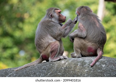 Apes (Primates) Grooming Sitting On A Stone In A Zoo