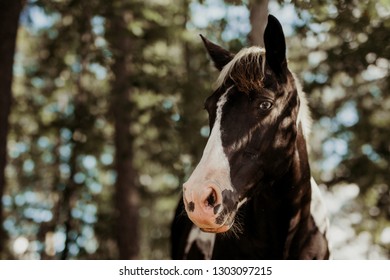 APHA Mare Tobiano