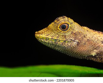 Aphaniotis Fusca - Earless Agamid Lizard In The Family Agamidae.
