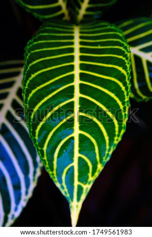 Similar – Image, Stock Photo maple leaves Plant Tree