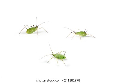 Aphid