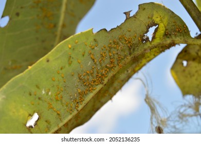 Aphid Clusters Under A Milkweed Leaf. Underside Of Leaf With Insect Damage.