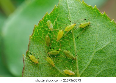 Aphid Colony on Leaf. Greenfly or Green Aphid Garden Parasite Insect Pest Macro on Green Background - Shutterstock ID 2167363573