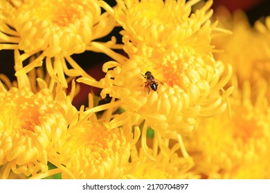 Aphid Eating Flies Collect Pollen From Chrysanthemum Flowers Of Golden Silk Emperor, North China