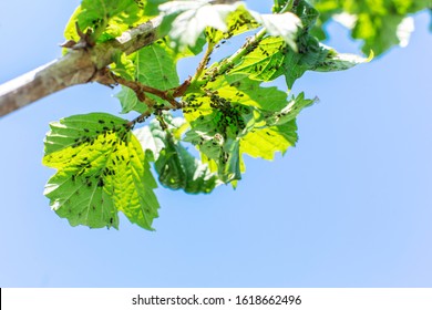 Aphid Eats Leaves Of A Tree. Tree Disease.