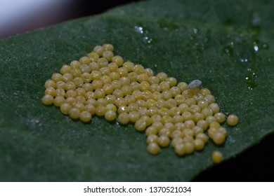 Aphid Eggs In A Leaf