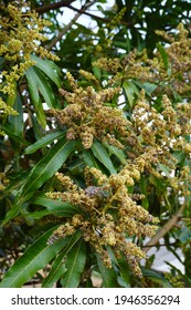 Aphid Eggs On Mango Flowers.