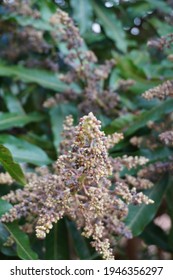 Aphid Eggs On Mango Flowers.