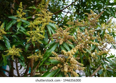 Aphid Eggs On Mango Flowers.