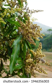 Aphid Eggs On Mango Flowers.