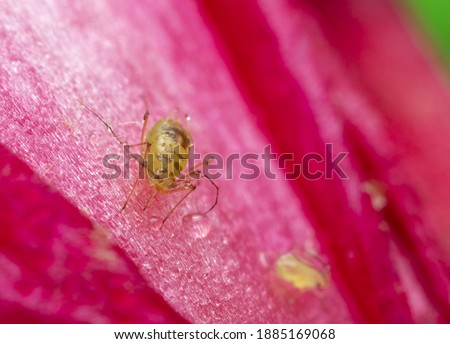 Aphid feeding on cactus flower, closeup with high magnification