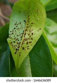 105 Soursop insect Images, Stock Photos & Vectors | Shutterstock