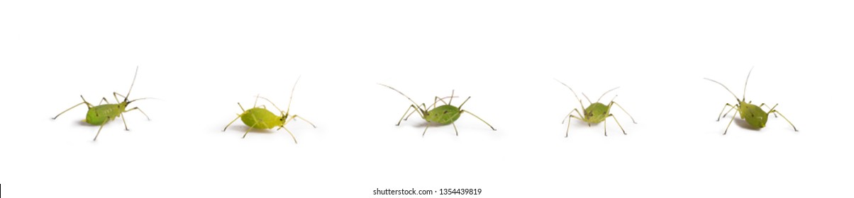 Aphid Insect Isolated