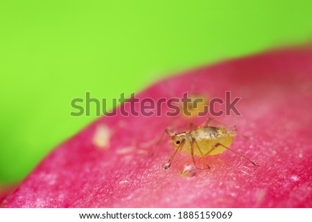 Aphid on cactus flower, closeup with high magnification